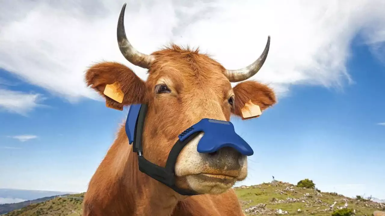 UK company is making face masks for cows to help save the planet