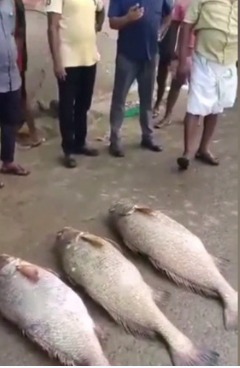 Man From Kerala Caught Rare Coal Fish