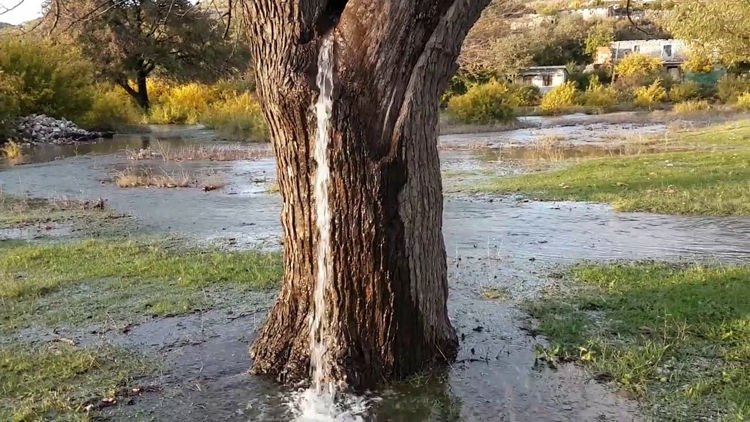 Water emerges from 150 year old tree in montenegro