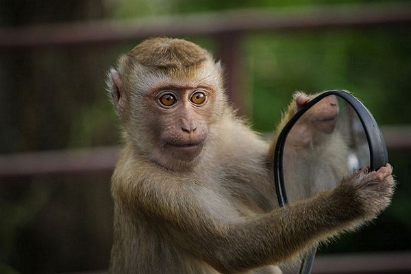 rajasthan Monkey fled with evidence says police in court hearing