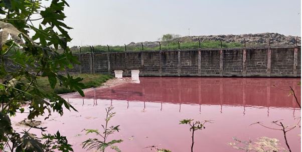 Lake in Perungudi turns bright pink in Color
