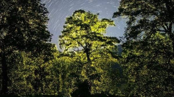 Fireflies Lighting Dance in Anaimalai Forest