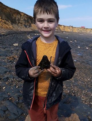 Boy searching for shells on beach discover megalodon shark tooth