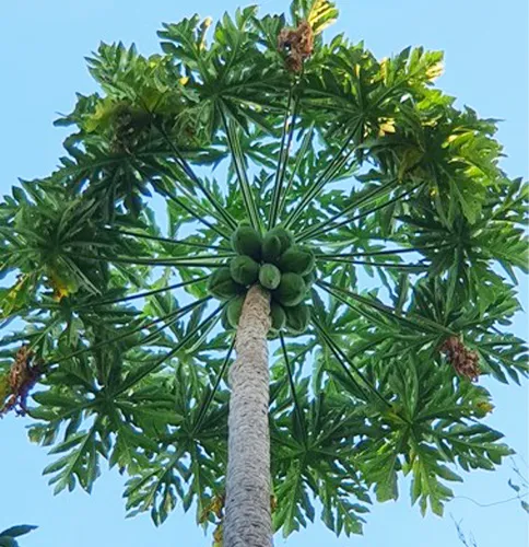 World tallest papaya tree discovered in Brazil