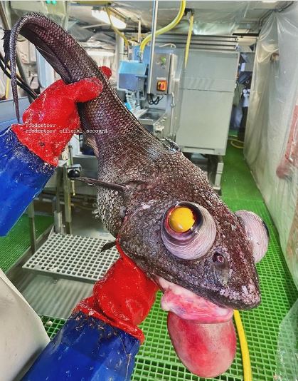 Picture Of Strange Fish With Yellow Eyes goes viral