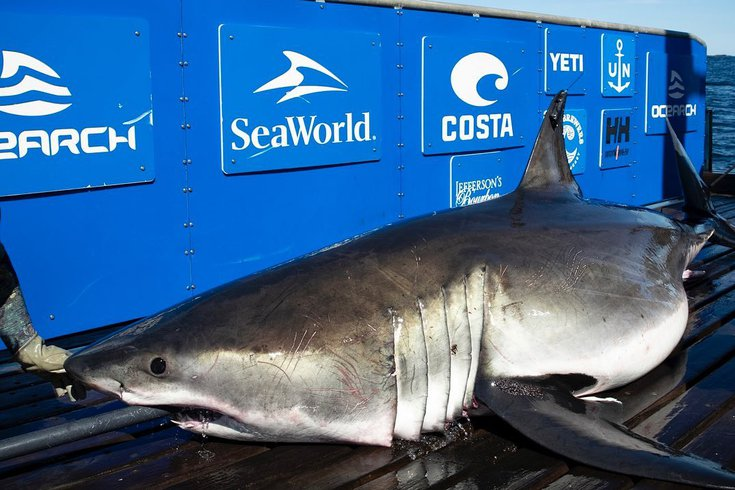 1000 Pound Great White Shark Ironbound Spotted
