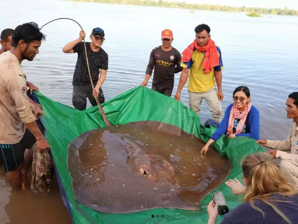 Fishermen catch an endangered giant stingray fish
