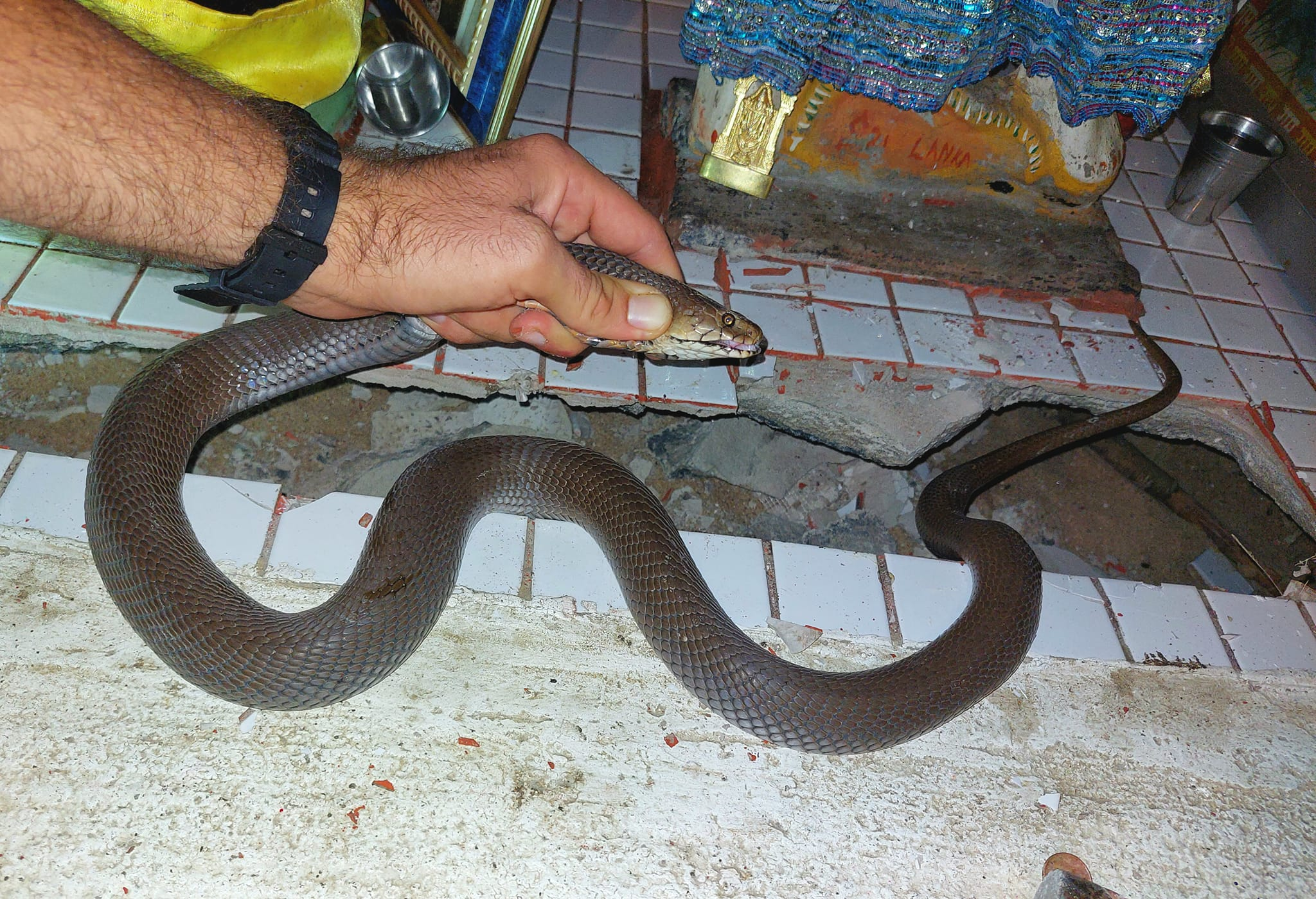 Highly Venomous Mozambique Spitting Cobra Found Prayer Room