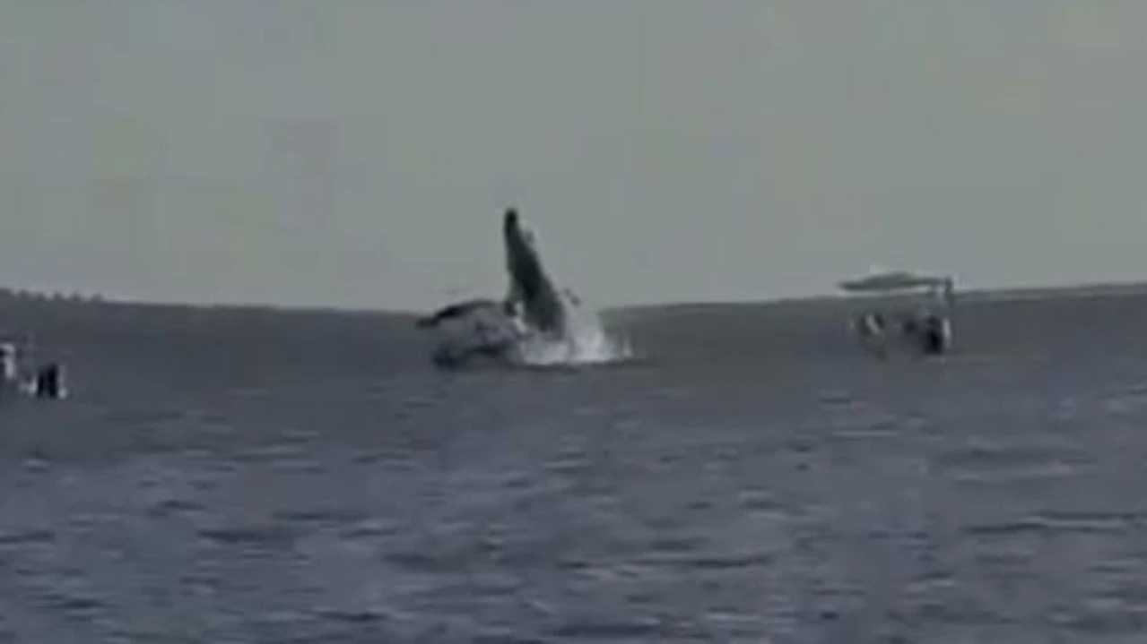 Humpback Whale Lands On Tourist Boat in Mexico