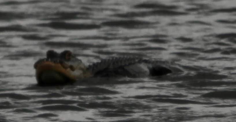 Alligator Missing Top Half Of Its Jaw Spotted In USA