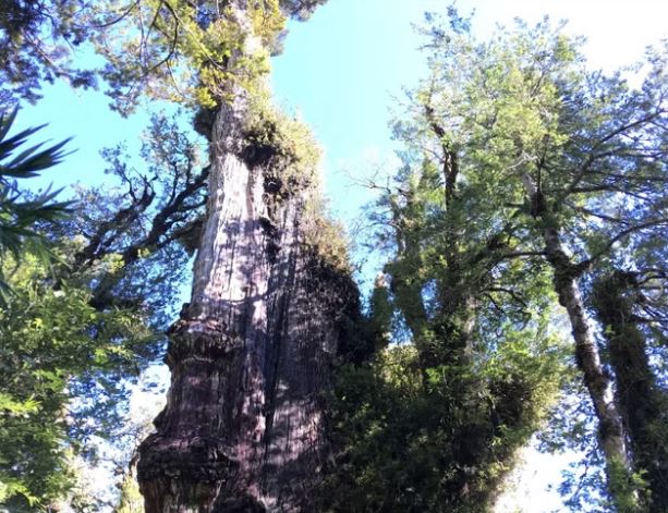 Nearly 5500 Year Old Tree Found in Chile Forest