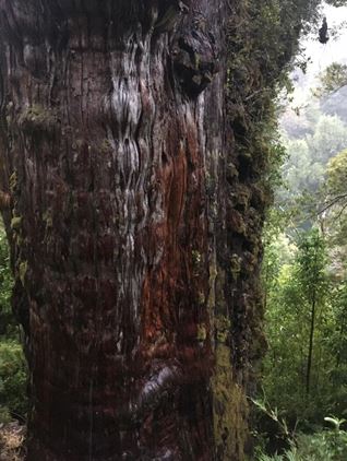 Nearly 5500 Year Old Tree Found in Chile Forest