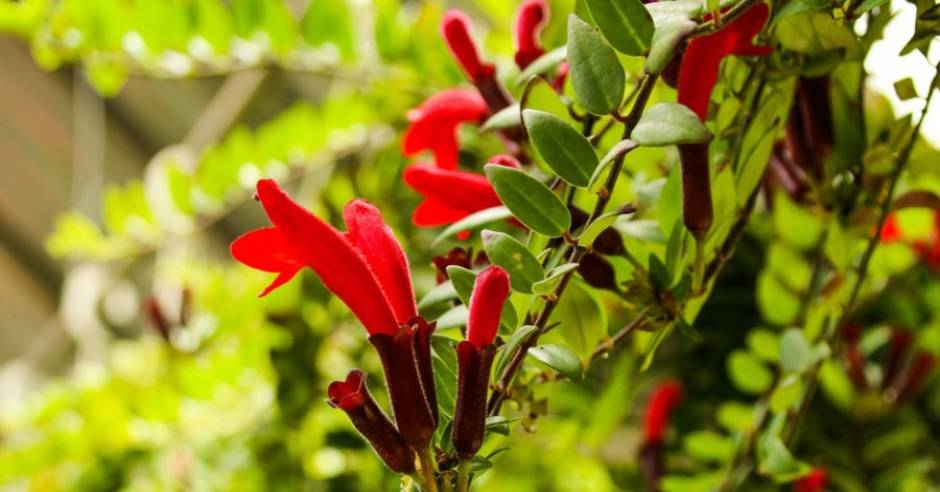 Lipstick plant rediscovered in Arunachal Pradesh after 100 years