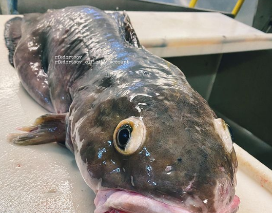 Netizens Horrified After Man Posts Picture Of Deep Sea Fish