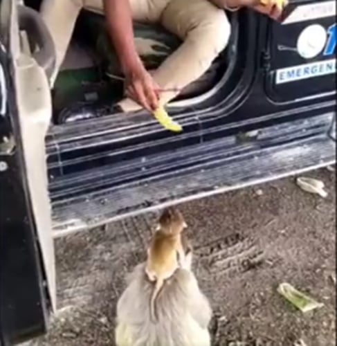 UP Police Constable Feeds Mango To Monkey