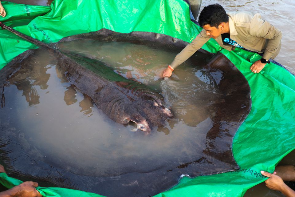 Mekong villagers Caught heaviest ever freshwater fish