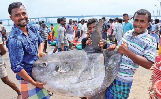 Rare sunfish found in pamban fishermen net