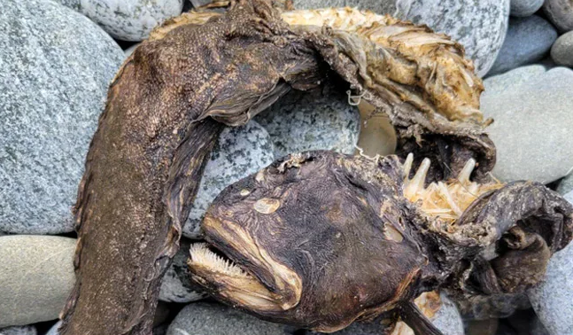 Bizarre Sea Creature With Needle Like Teeth Washes Ashore In US