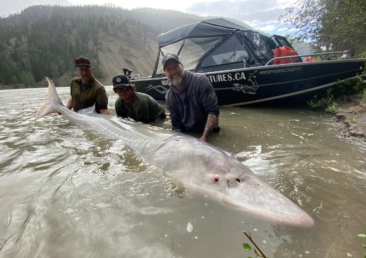 100 yr old Giant White Sturgeon caught by fishermen in canada