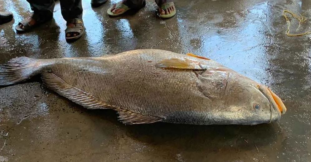 Giant fish weighing 55 kg caught in west bengal sold for 13 lakh
