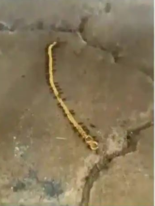 Video of ants stealing gold Chain goes viral