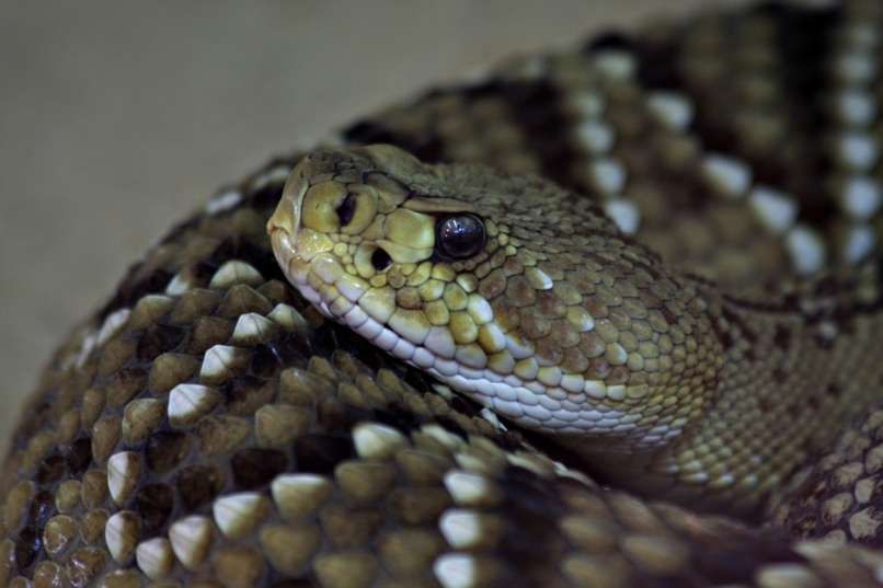 viral woman came from snake form to visit a doctor 