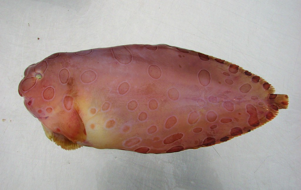 rare transparent blotched snail fish found in alaska