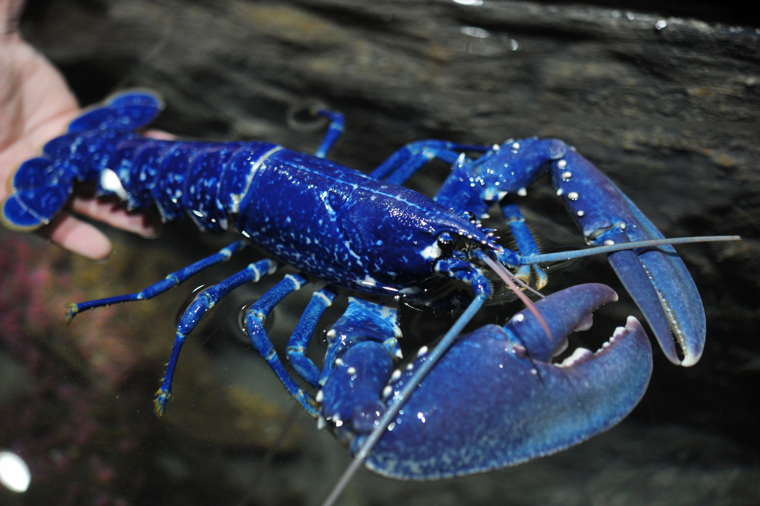 one in 2 million rare blue lobster found in portland