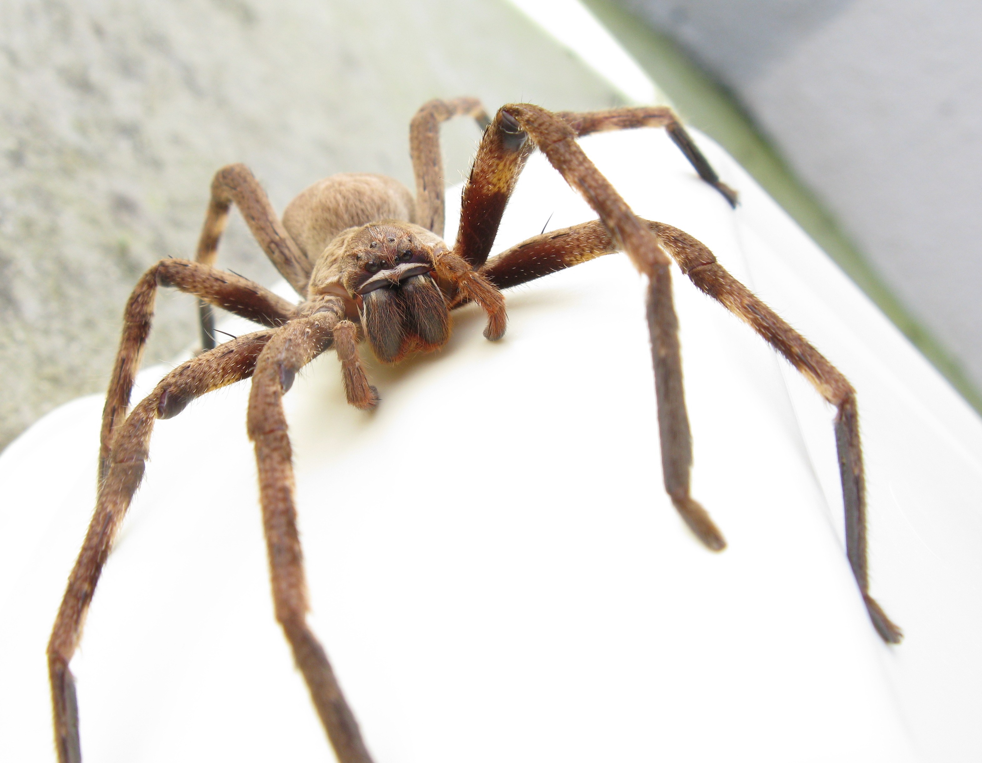 UK woman calls police for get rid of spider from house 