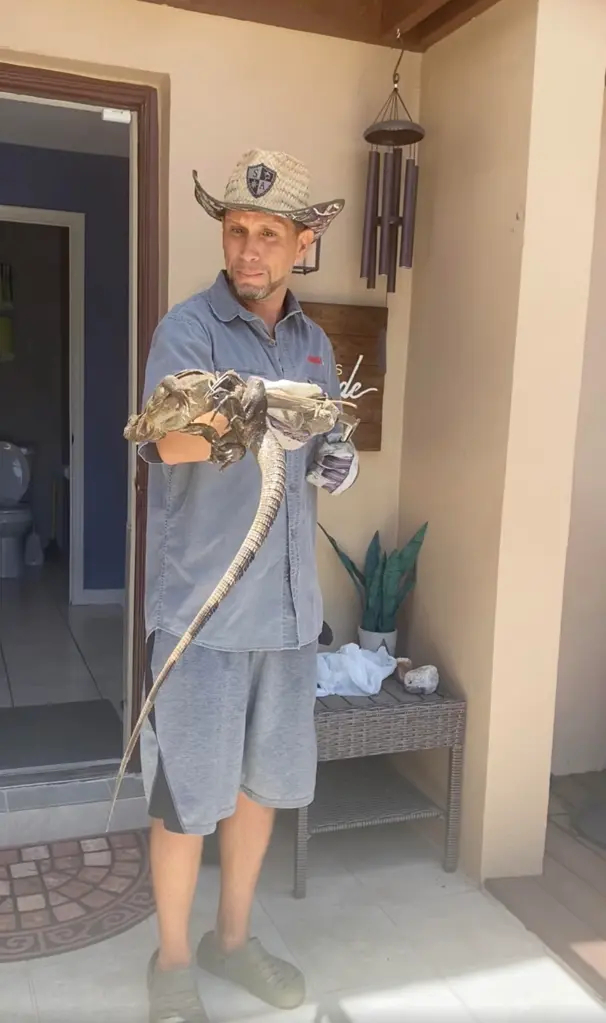 florida woman surprised by iguana in her toilet