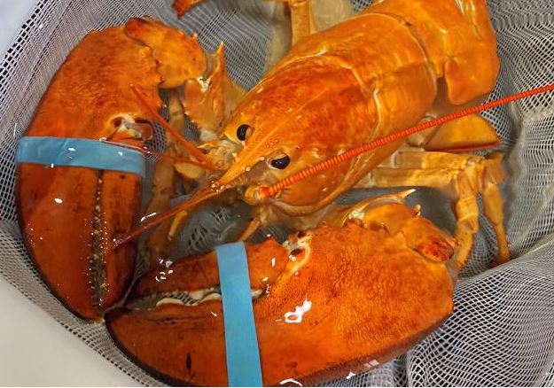 Rare Orange Lobster Found At A Restaurant In Florida