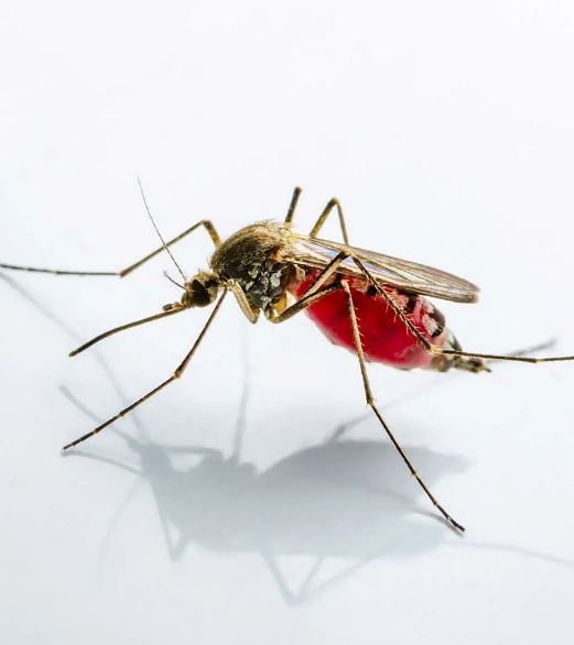 china mosquitoes help to find thief after extracting blood dna