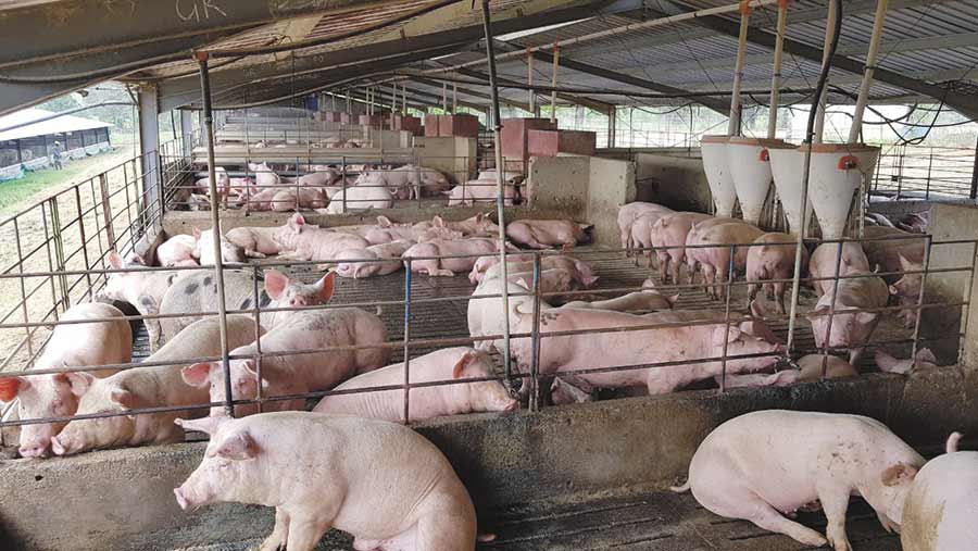 African swine fever detected in kerala pig farms