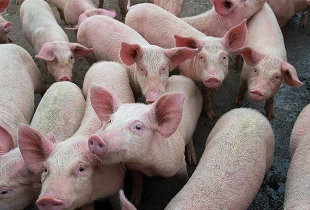 African swine fever detected in kerala pig farms