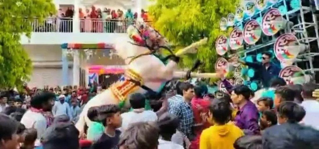 horse stomps over crowd during wedding procession
