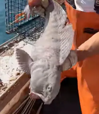 Fisherman In US Catches Giant Wolf Fish video surface