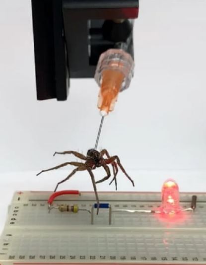 us scientists turn dead spiders into robots sources