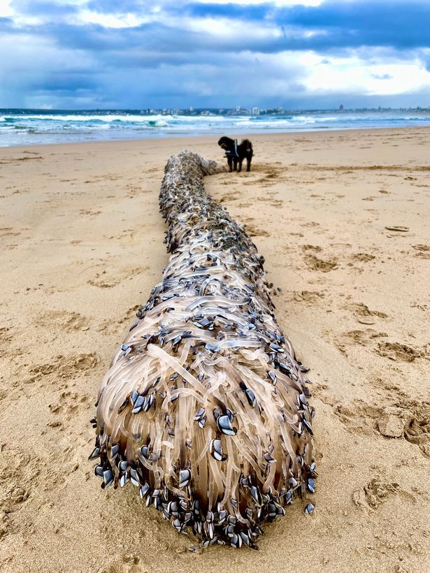 Mysterious creatures spotted in Australia baffle beachgoers