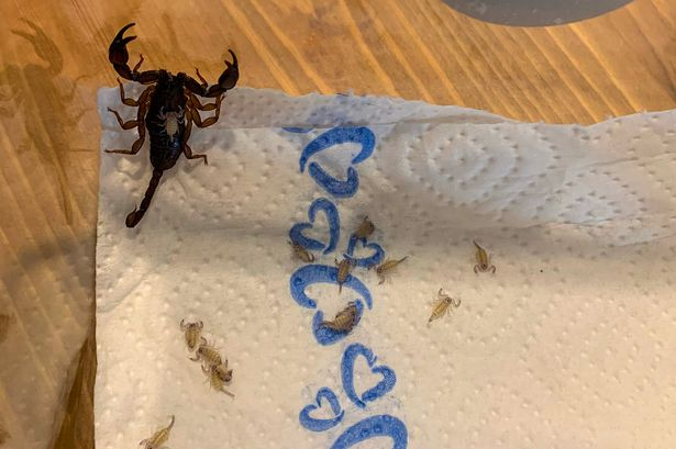 woman finding family of 18 scorpions in suitcase