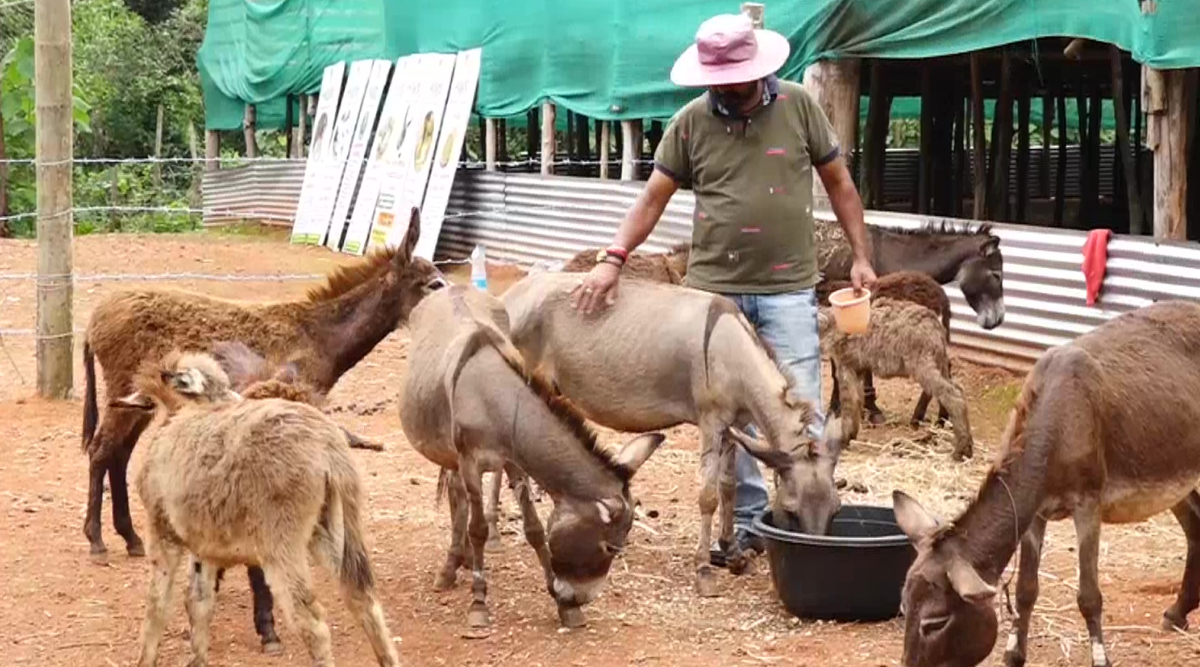 Karnataka Man Starts Donkey Farm After Quitting IT Job