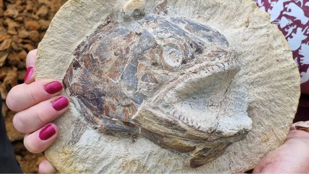Peculiar fossil old 183 million years found 