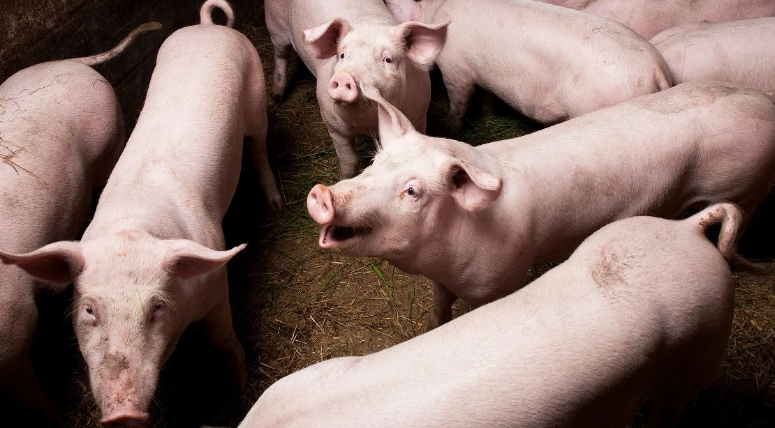 Scientists revive organs in pigs and bring their life back