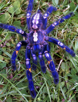 Peacock tarantula the only species of its kind have blue hair