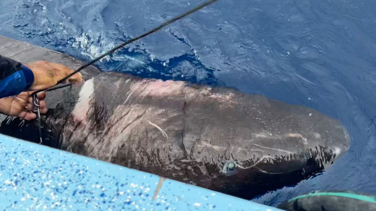 Ancient Arctic shark that live for 500 year found in Caribbean 