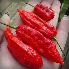 Man Breaks GWR After Eating 17 Ghost Peppers In 1 Minute