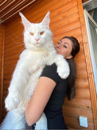 World biggest cat is as tall as 2 year old Toddler