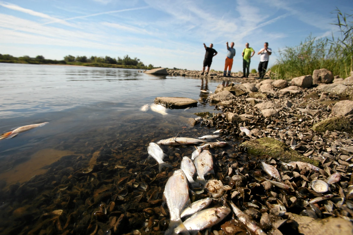 Oder River mystery of mass die off of fish as no toxic substances foun