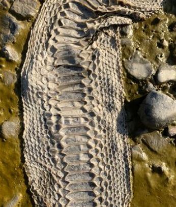 Enormous snakeskin found on River Thames bank London