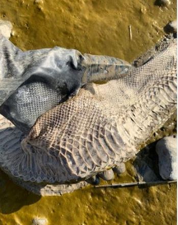 Enormous snakeskin found on River Thames bank London