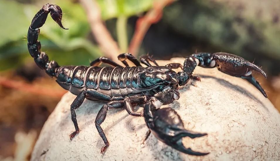 high demand for scorpion venom one litre costs 80 crore